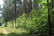 Leśne Gospodarstwa Węglowe - galeria