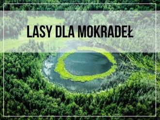 LASY DLA MOKRADEŁ