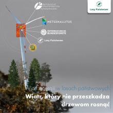 Leśne farmy wiatrowe – spojrzenie na europejskie rozwiązania